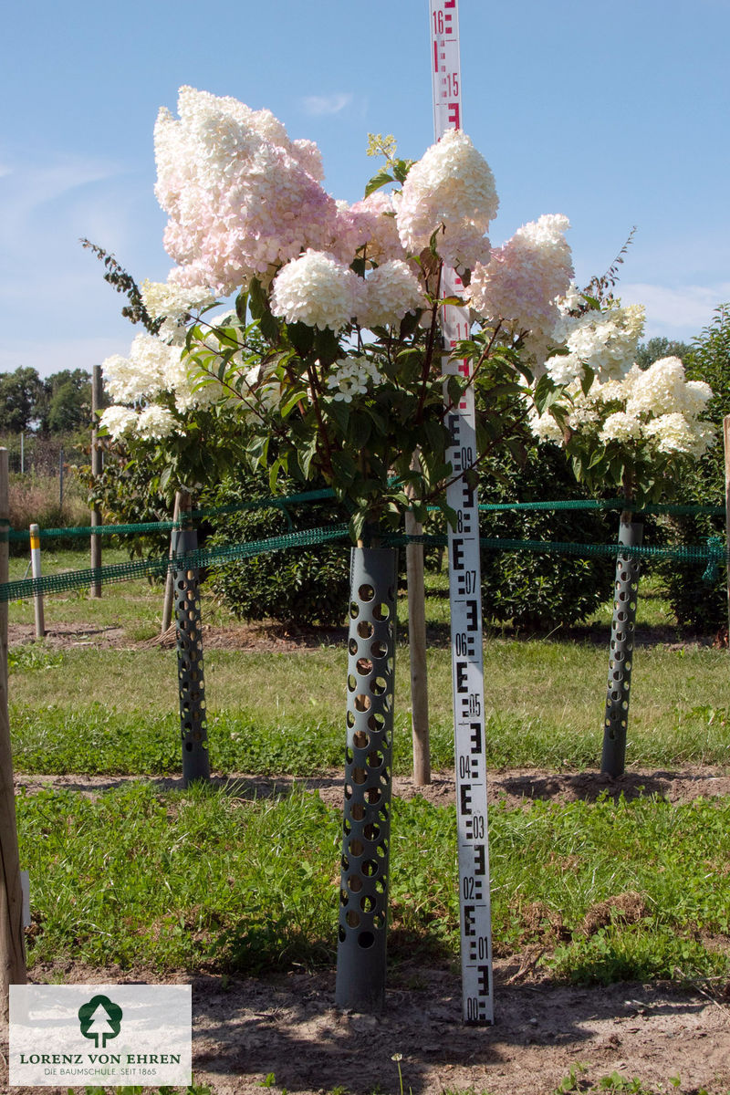 Hydrangea paniculata 'Vanilla Fraise'