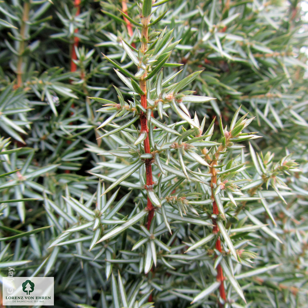 Juniperus communis 'Hibernica'