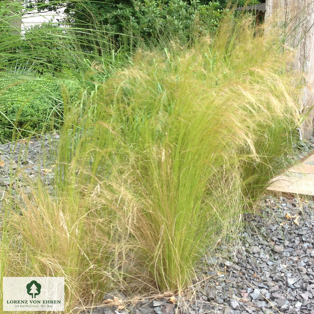Stipa tenuissima