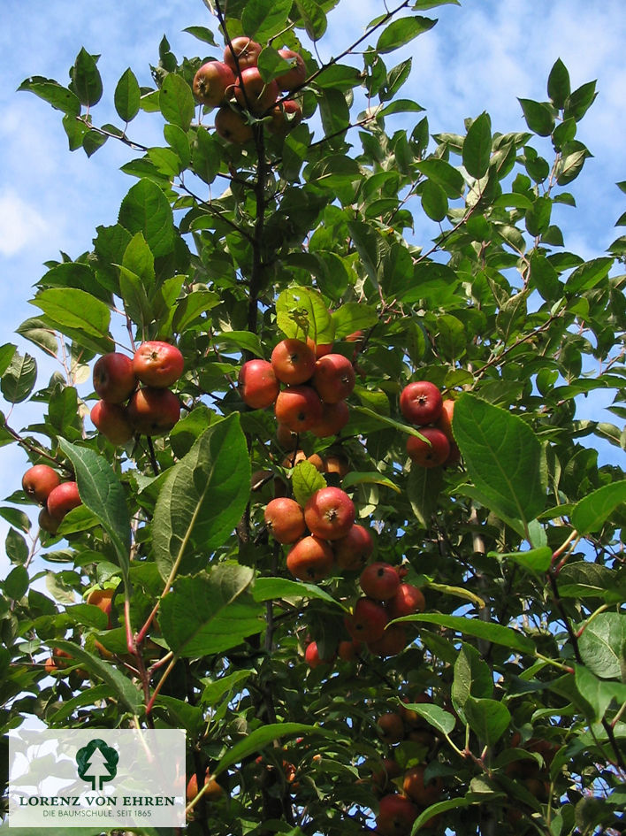 Malus sylvestris