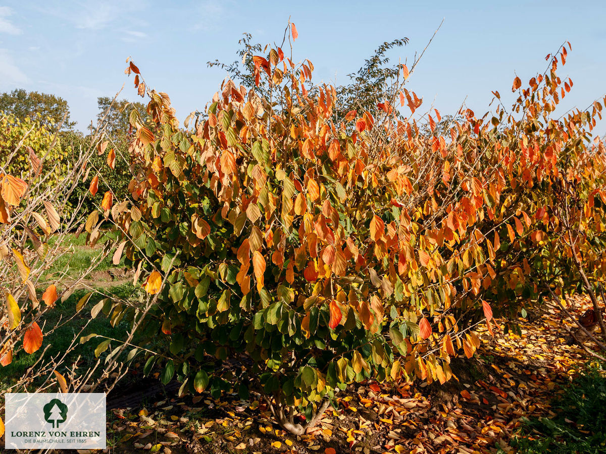 Hamamelis intermedia 'Arnold Promise'