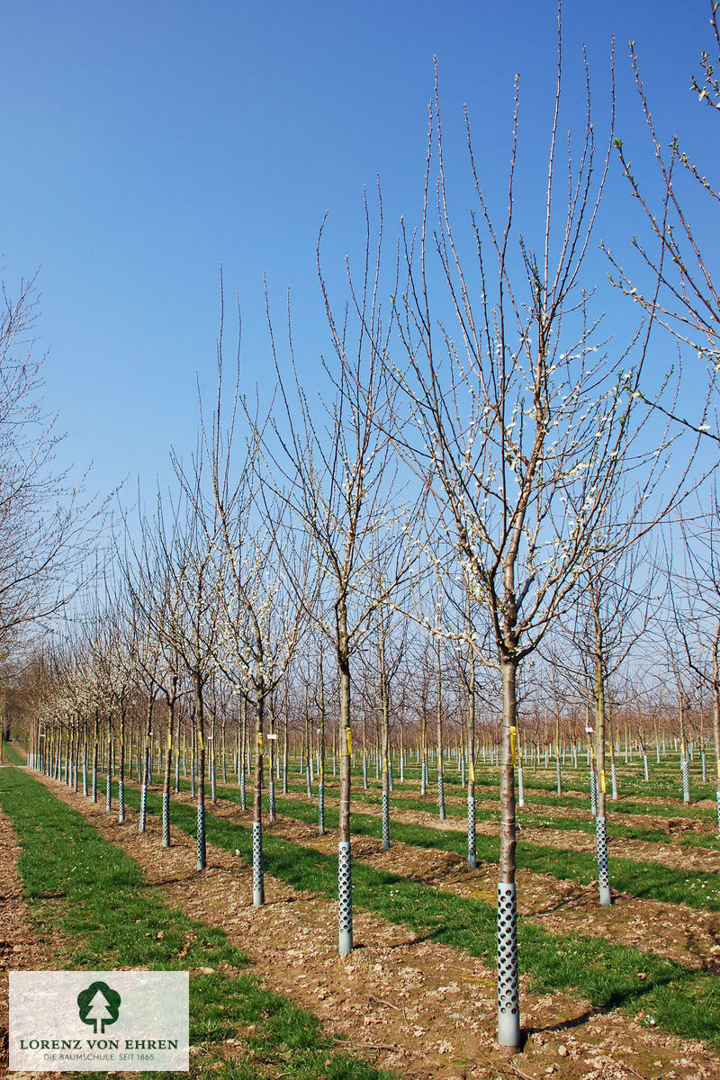 Prunus domestica 'Haganta'