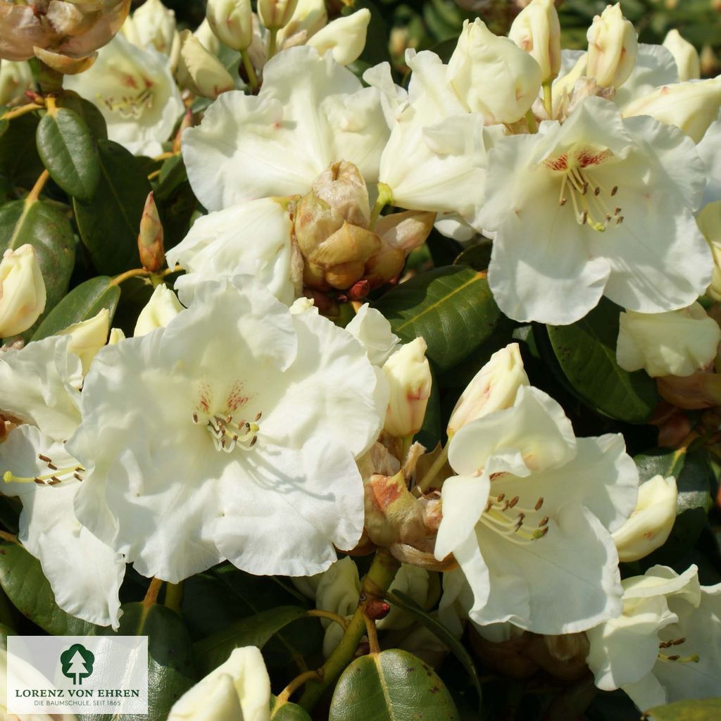 Rhododendron williamsianum 'Rothenburg'