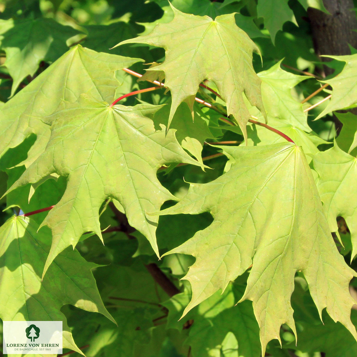 Sommerlaub Acer platanoides