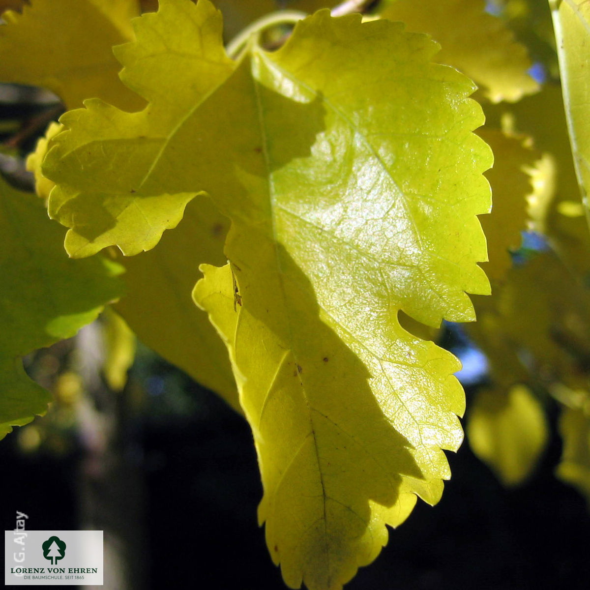 Morus alba 'Fruitless'