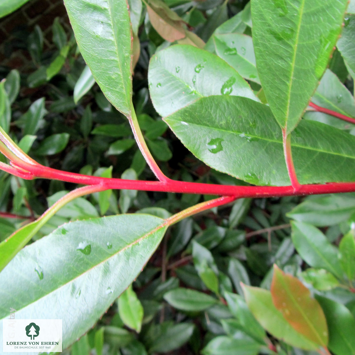 Photinia fraseri 'Red Robin'