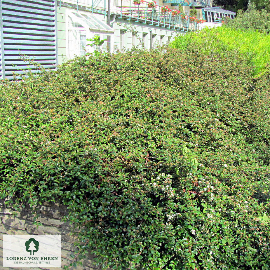 Cotoneaster dammeri radicans