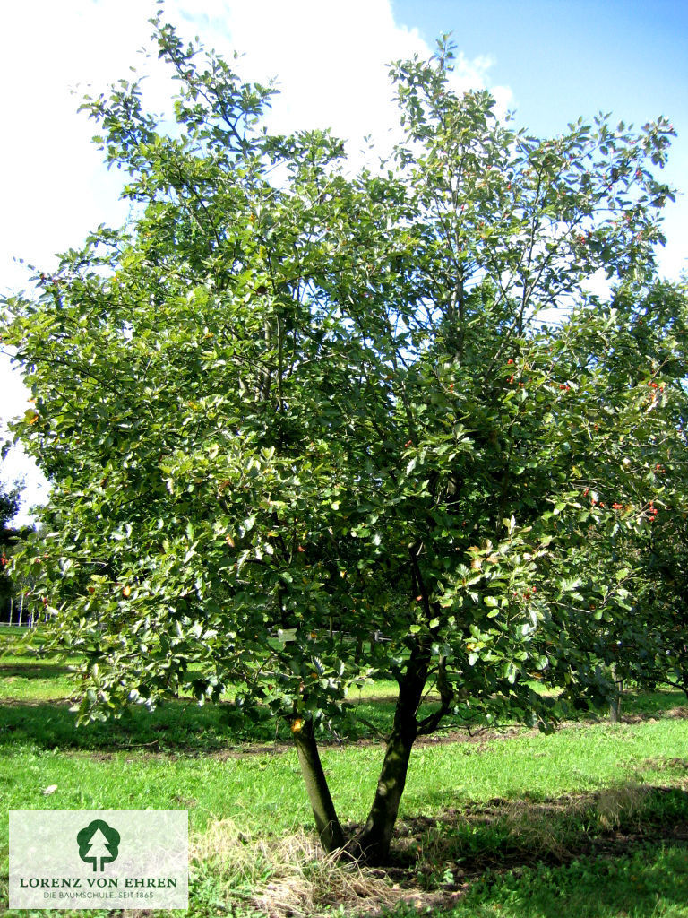 Sorbus intermedia