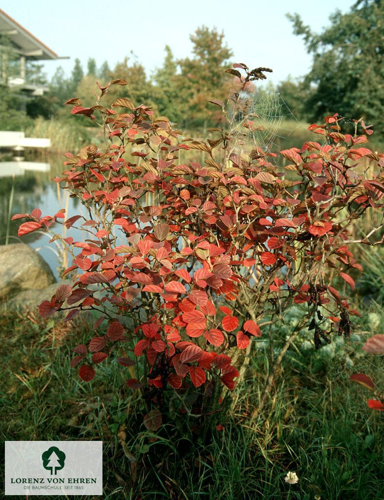 Fothergilla gardenii