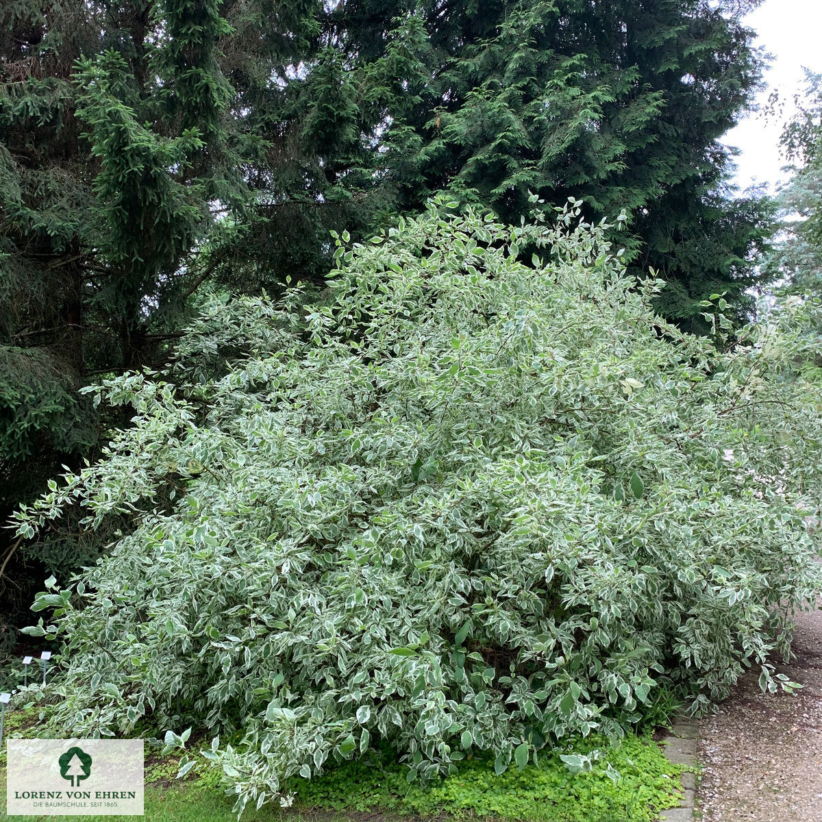 Cornus alba 'Elegantissima'