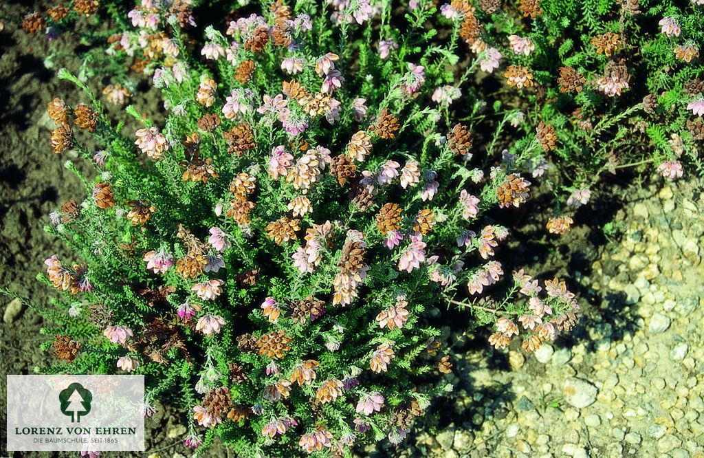 Erica tetralix 'Hookstone Pink'