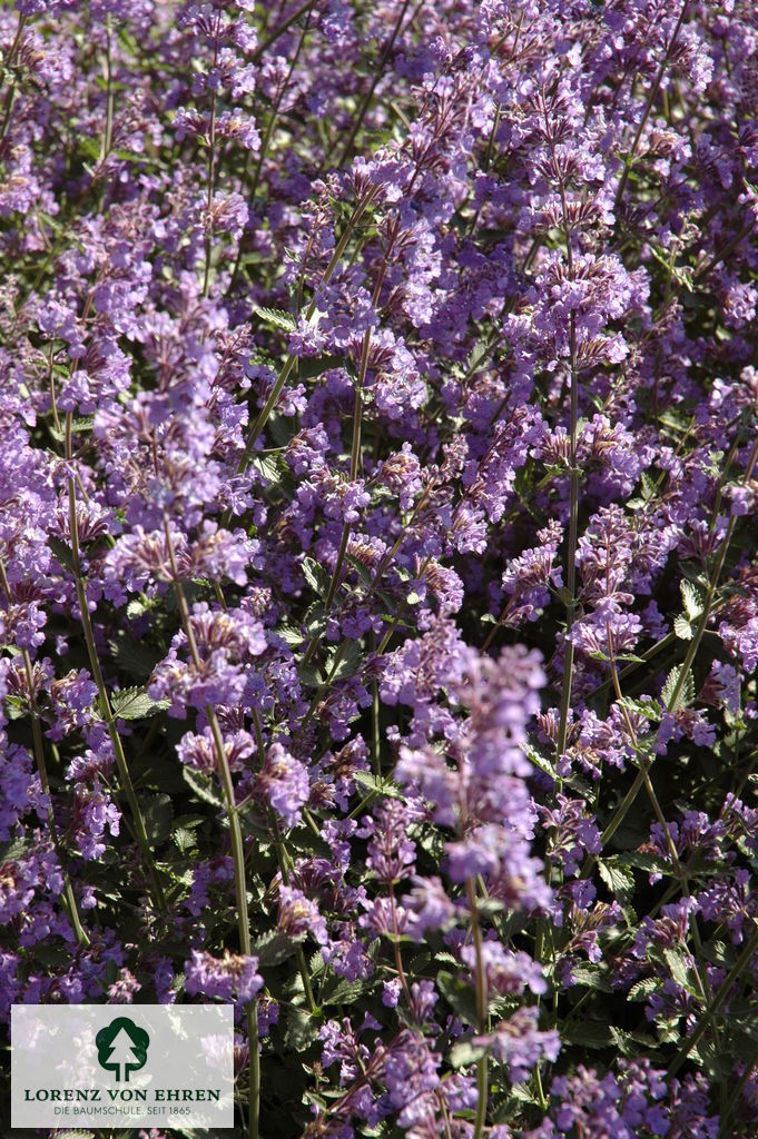 Nepeta faassenii 'Six Hills Giant'