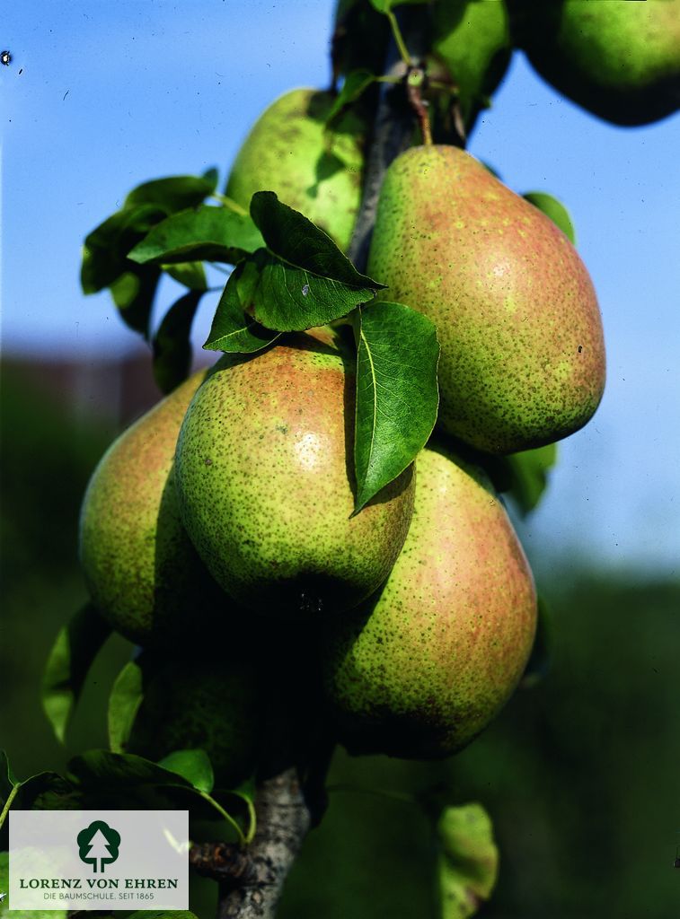 Pyrus communis 'Gute Luise von Avranches'