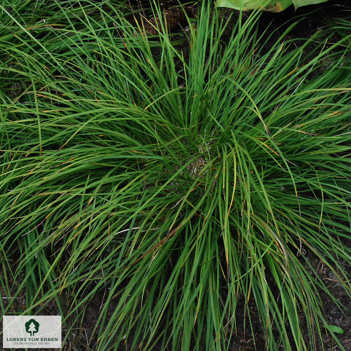 Carex montana