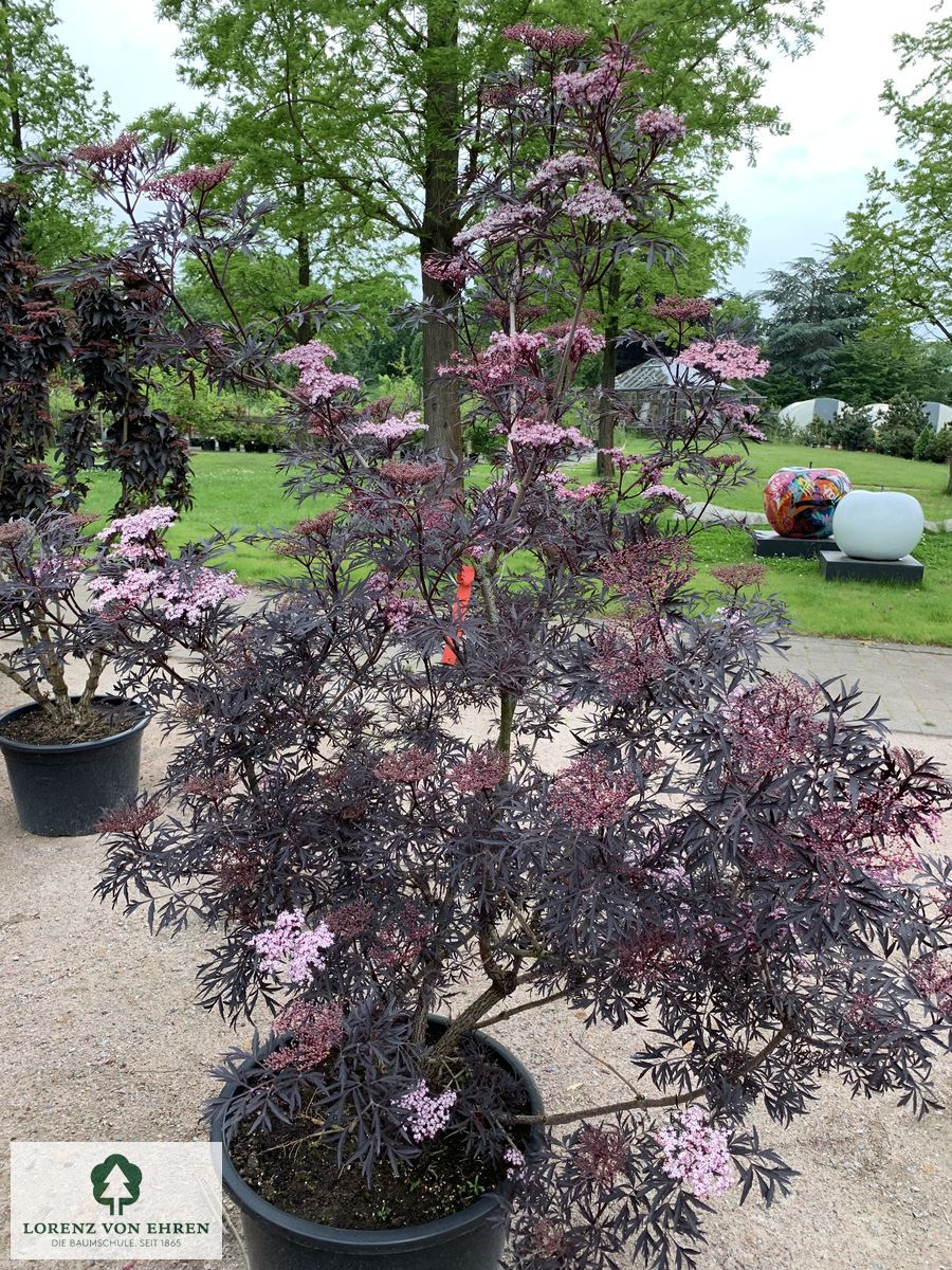 Sambucus nigra 'Black Lace'