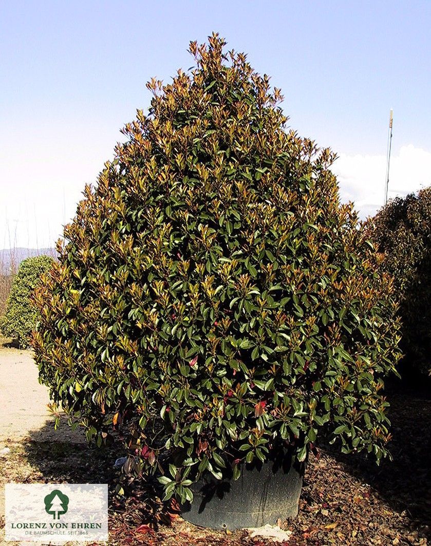 Photinia fraseri 'Red Robin'