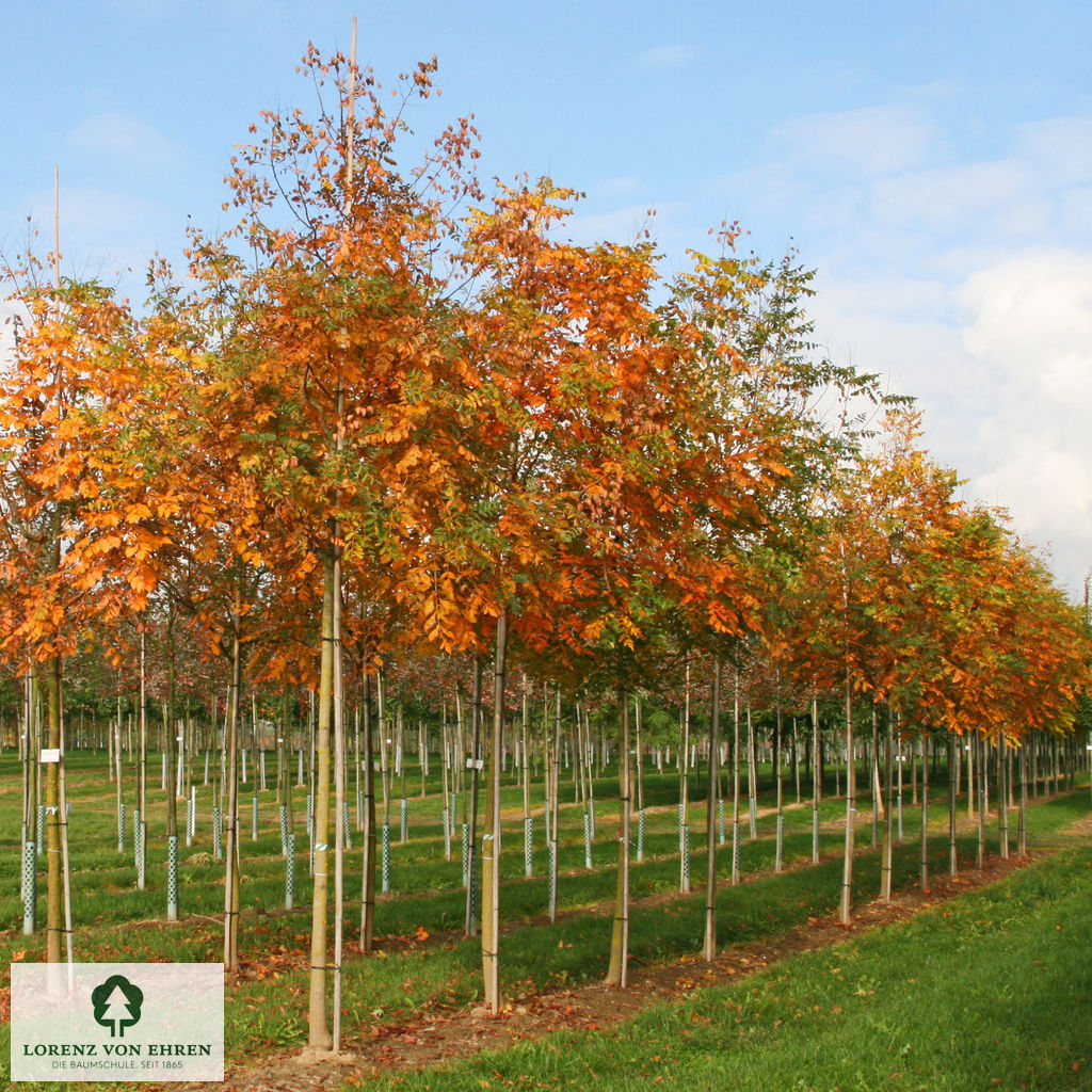 Koelreuteria paniculata