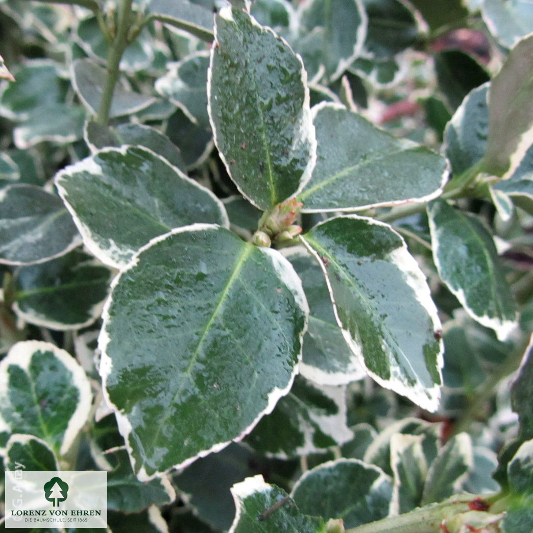 Euonymus fortunei 'Emerald Gaiety'