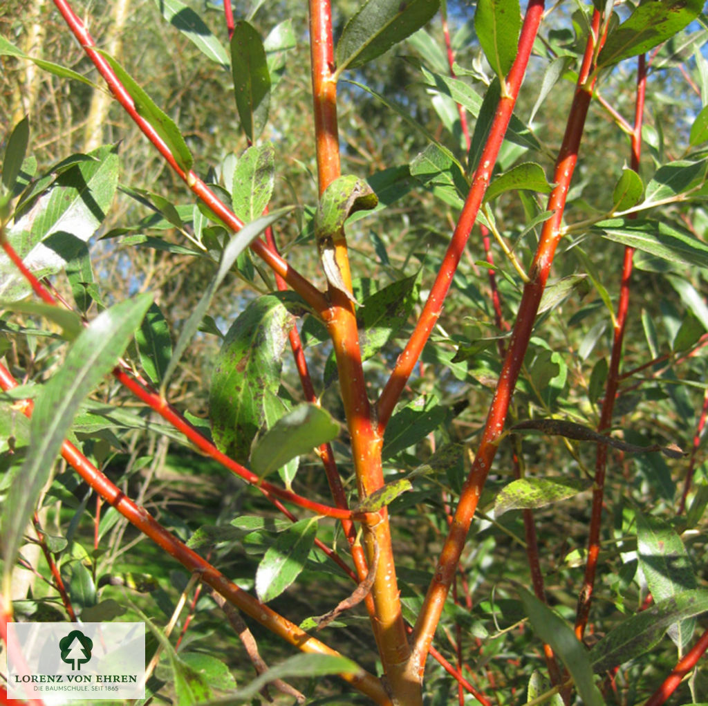 Salix alba 'Chermesina'