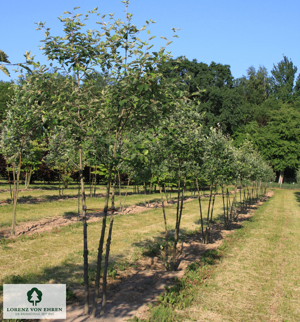 Sorbus intermedia