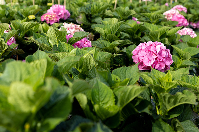 Hydrangea Bela rosa Blüte Eine rosa blühende Hortensie