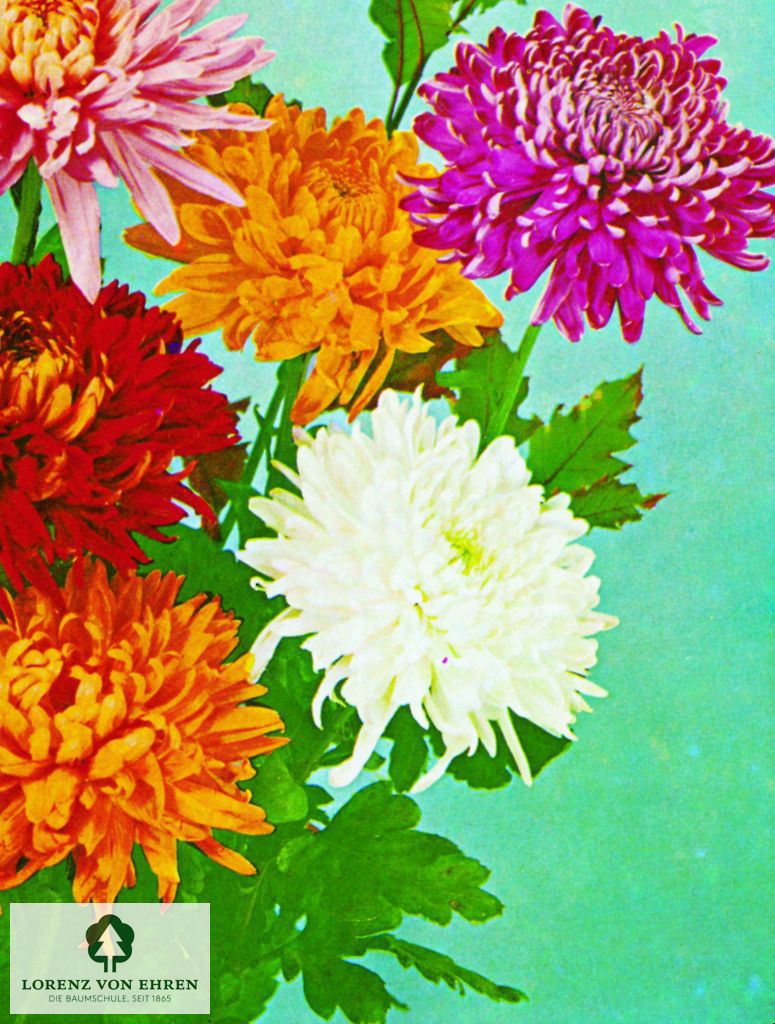 Chrysanthemum hortorum 'Edelweiß'