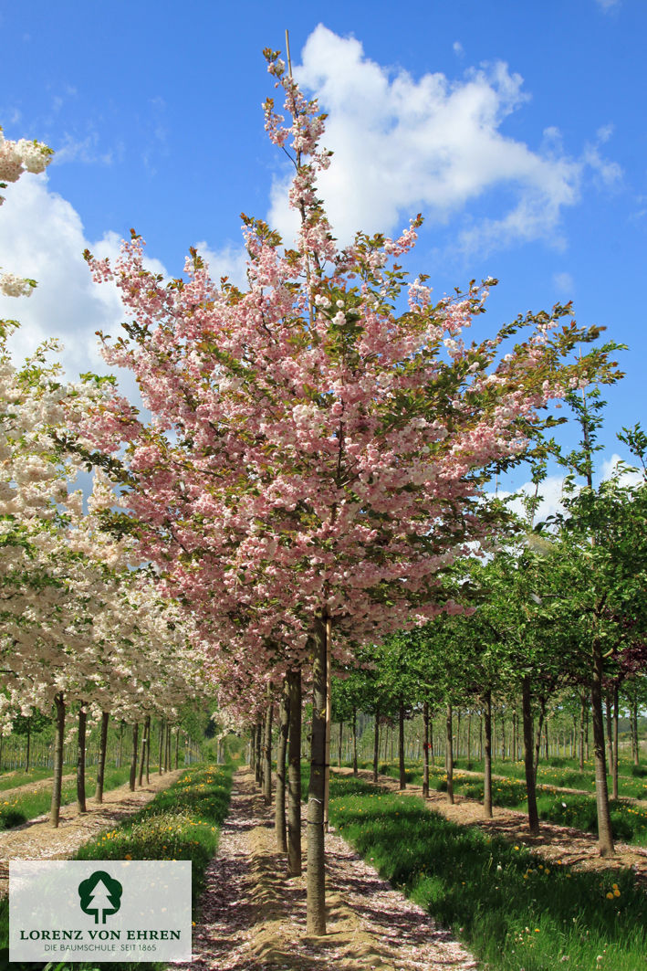 Prunus serrulata 'Shirofugen'