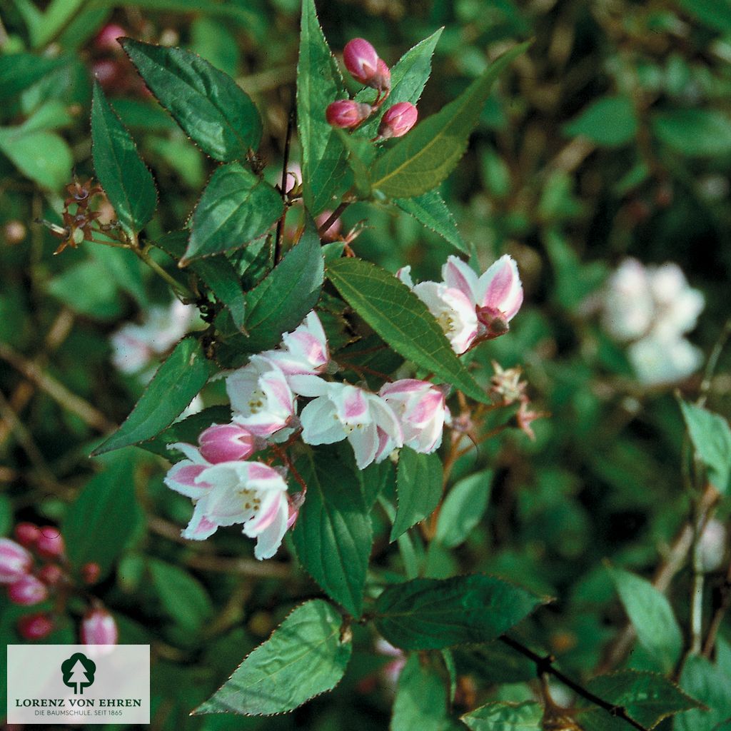 Deutzia kalmiiflora