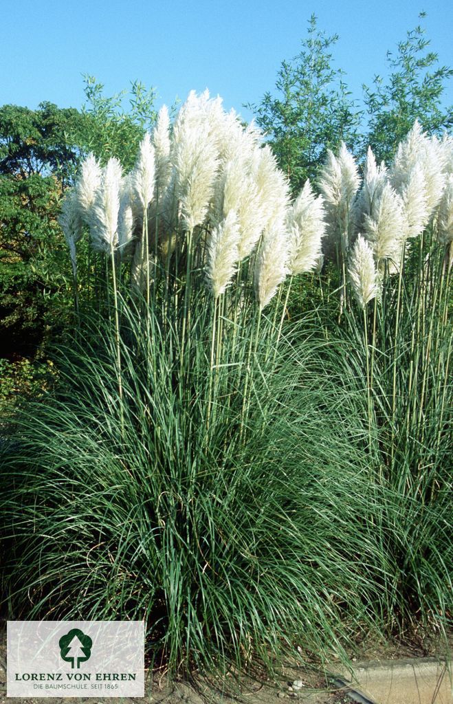 Cortaderia selloana