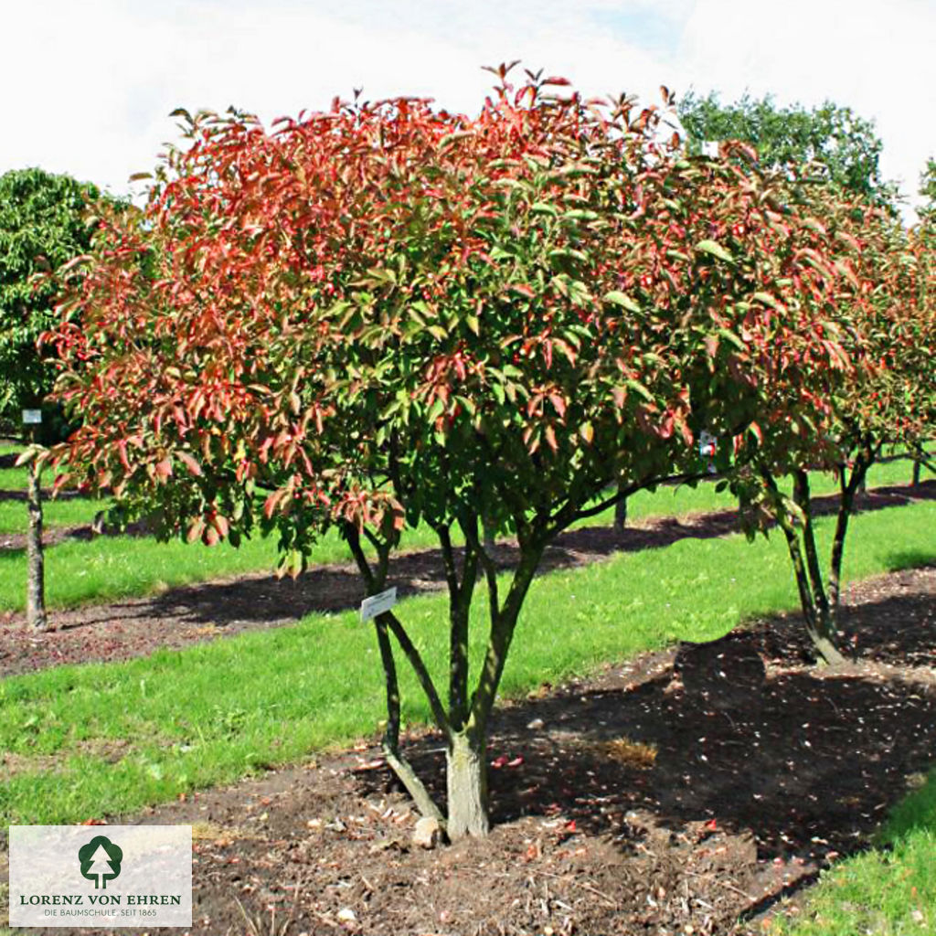 Euonymus yedoensis