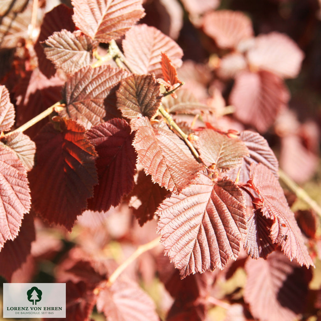 Corylus maxima 'Purpurea'