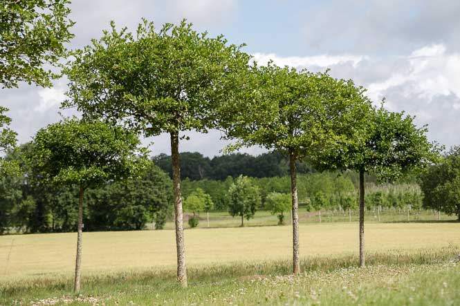 Weißdorn als Schirme geschnitten