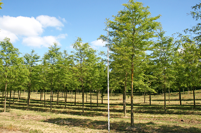 Gleditsia triacanthos inermis