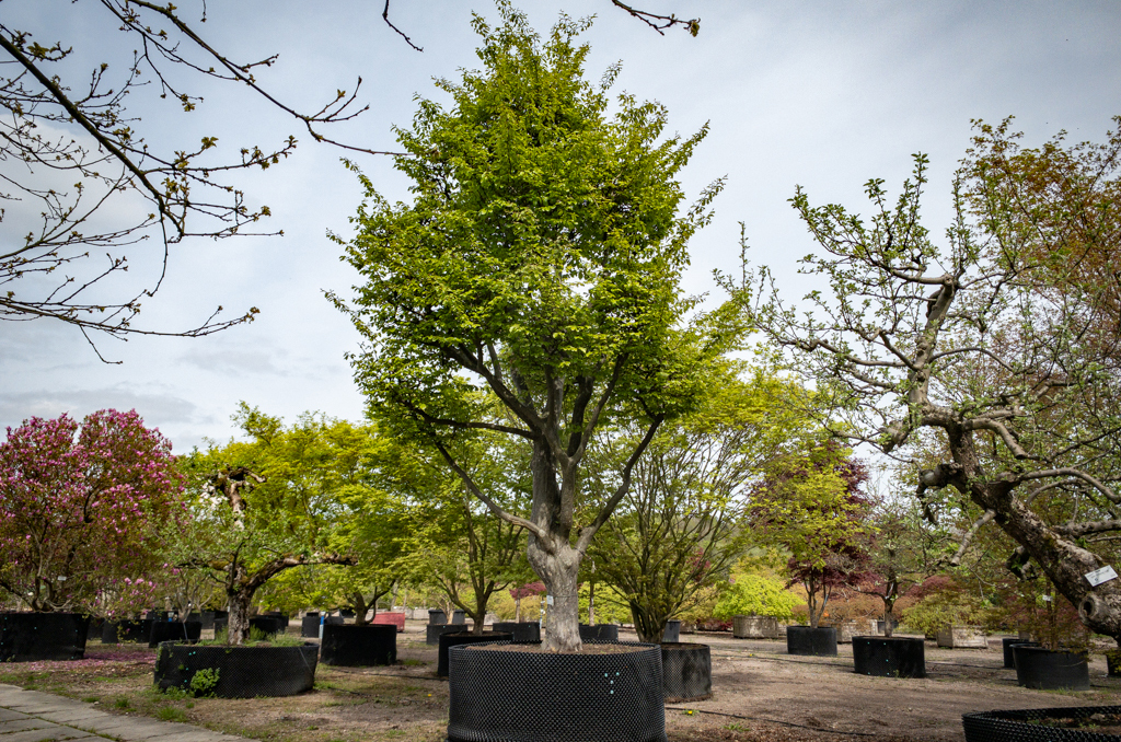 Parrotia persica im Einschlag Ein großer Eisenholzbaum