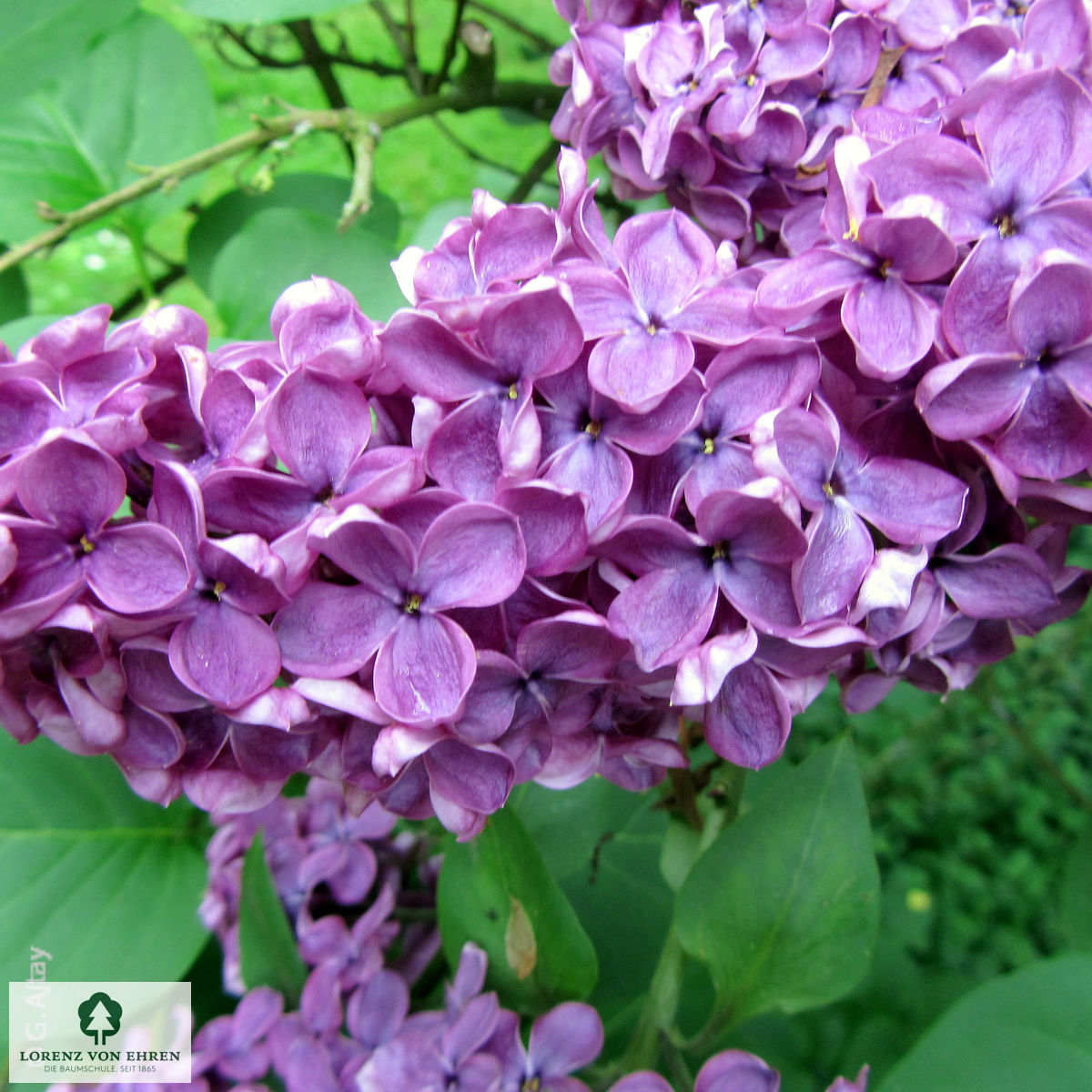 Syringa vulgaris 'Andenken an Ludwig Späth'