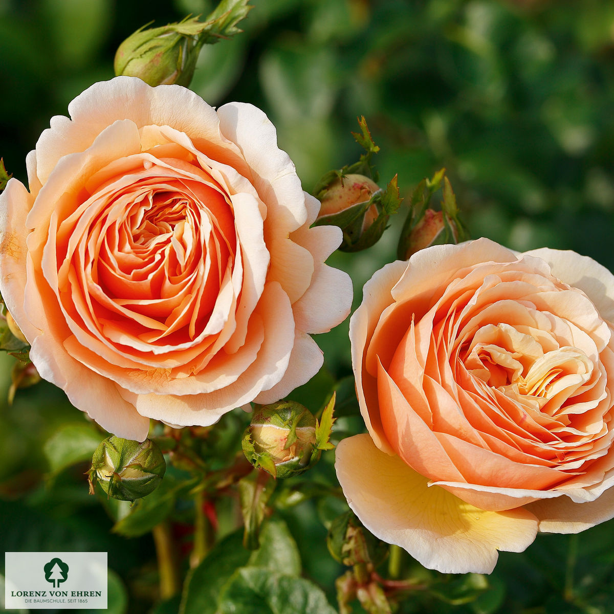 Rosa 'Tropicana'