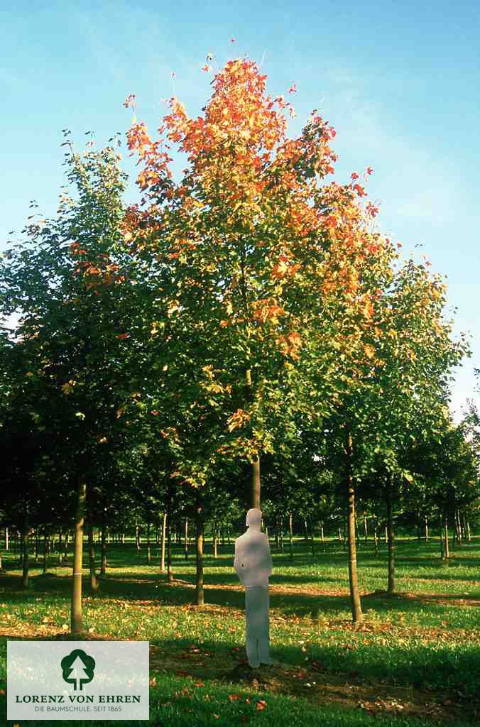 Acer platanoides 'Emerald Queen'