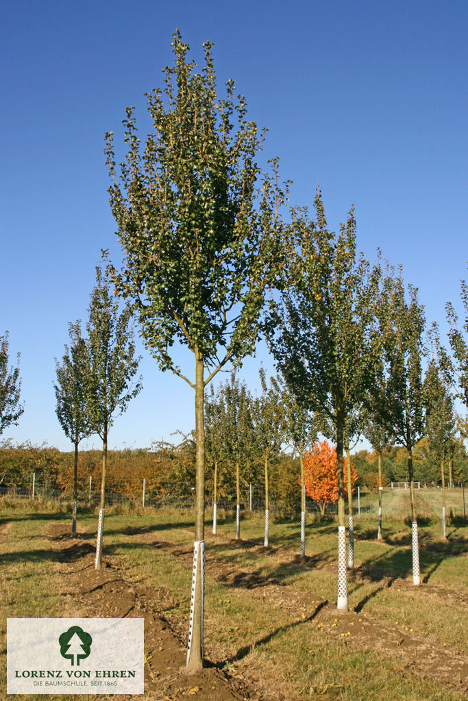 Pyrus communis 'Beech Hill'