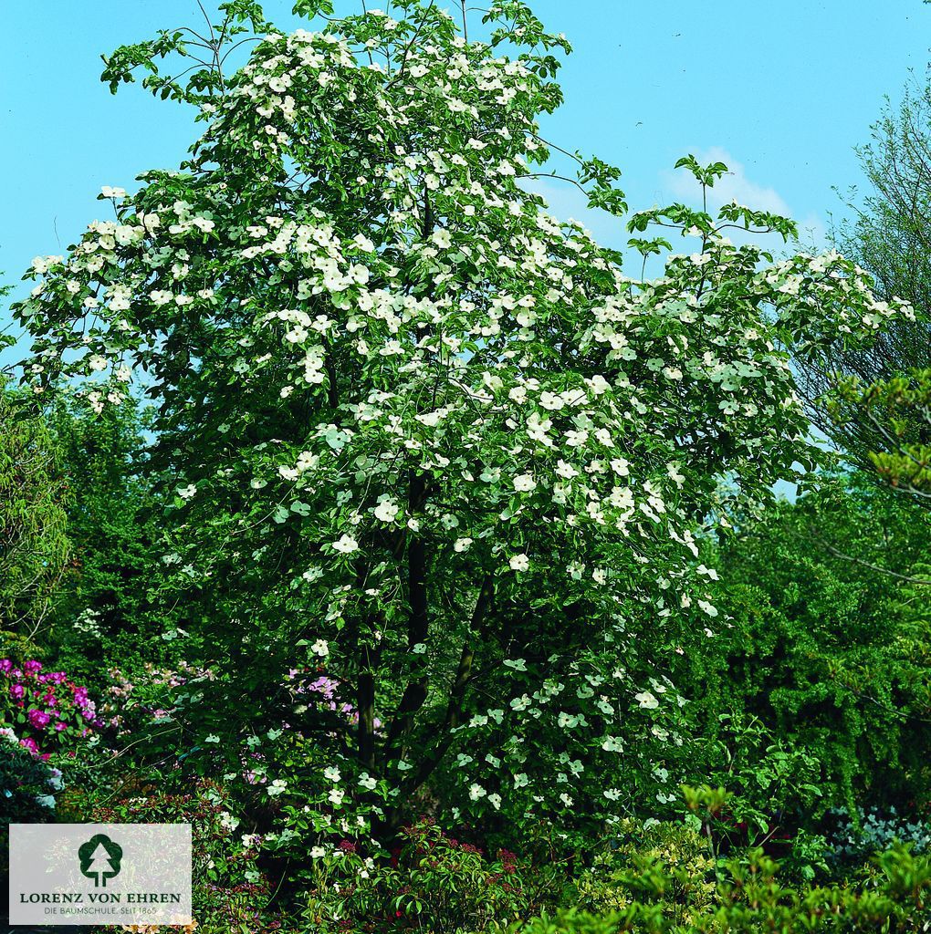 Cornus nuttallii 'Eddie's White Wonder'