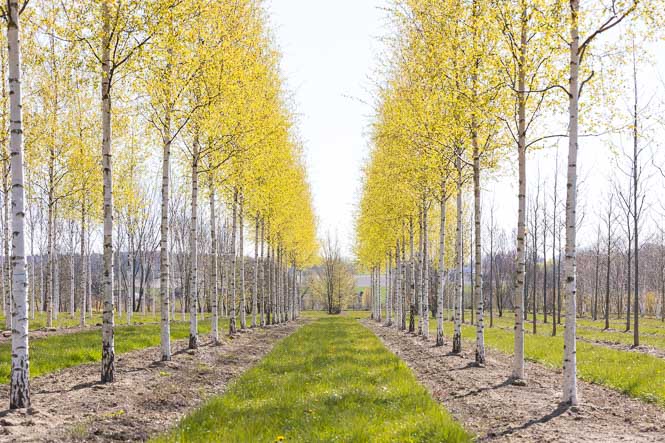 Betula jacquemontii im Herbst Hohe Birken mit weißem Stamm in der Reihe
