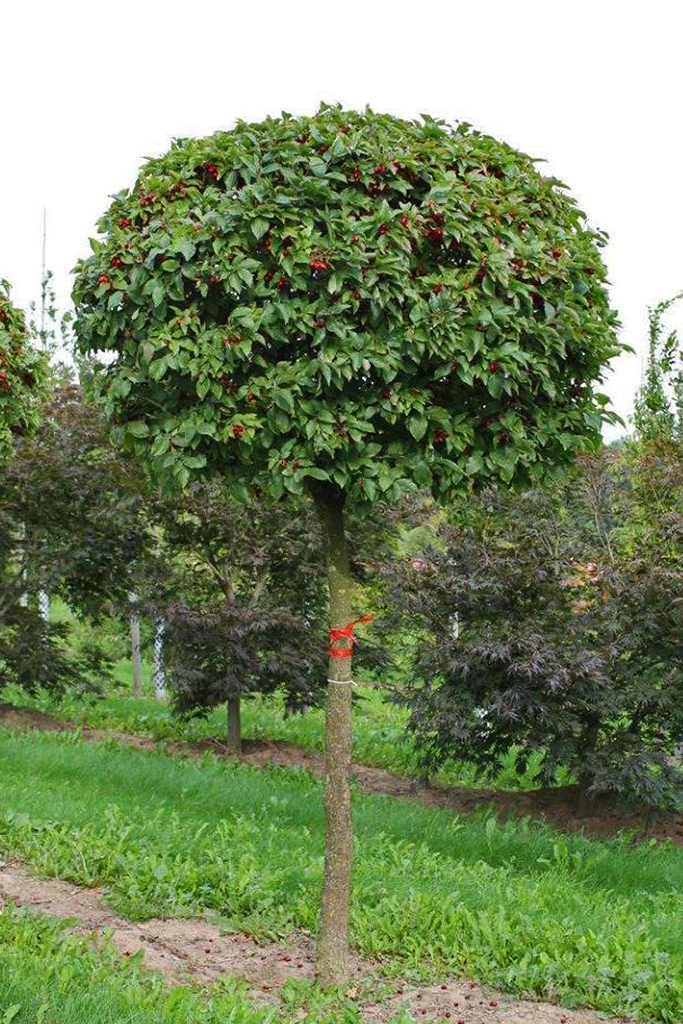 Eine Kugel von Cornus mas auf Stamm