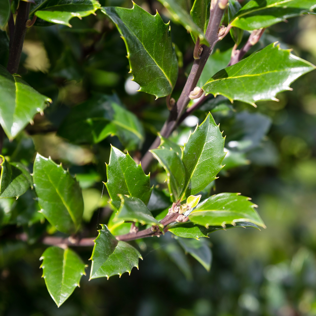 Ilex meserveae Heckenstar geschmückt mit gezackten Blättern.