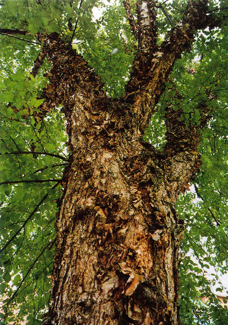 Betula nigra Unikat