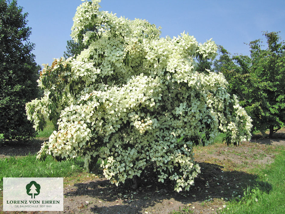 Cornus kousa chinensis