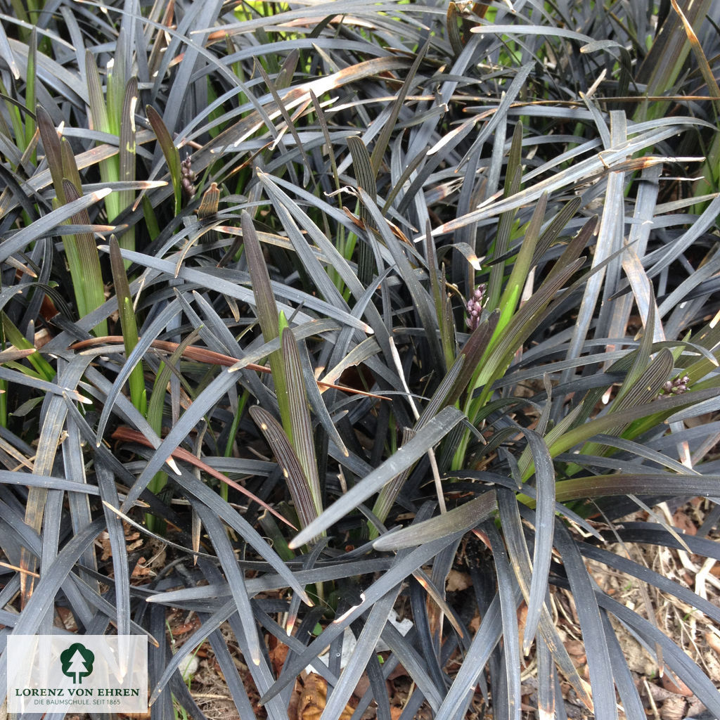 Ophiopogon planiscapus 'Niger'