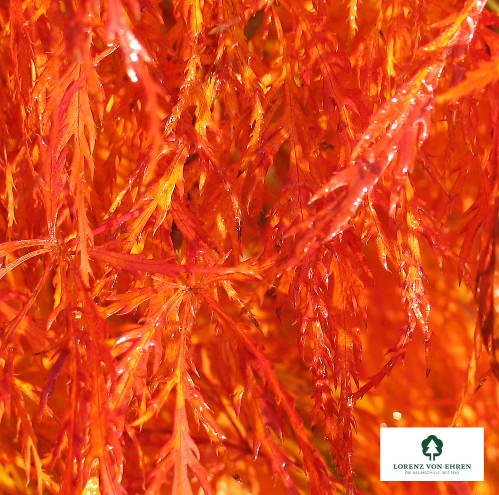 Acer palmatum 'Dissectum'