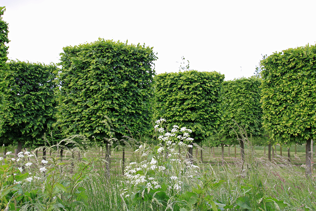 Carpinus betulus Kasten