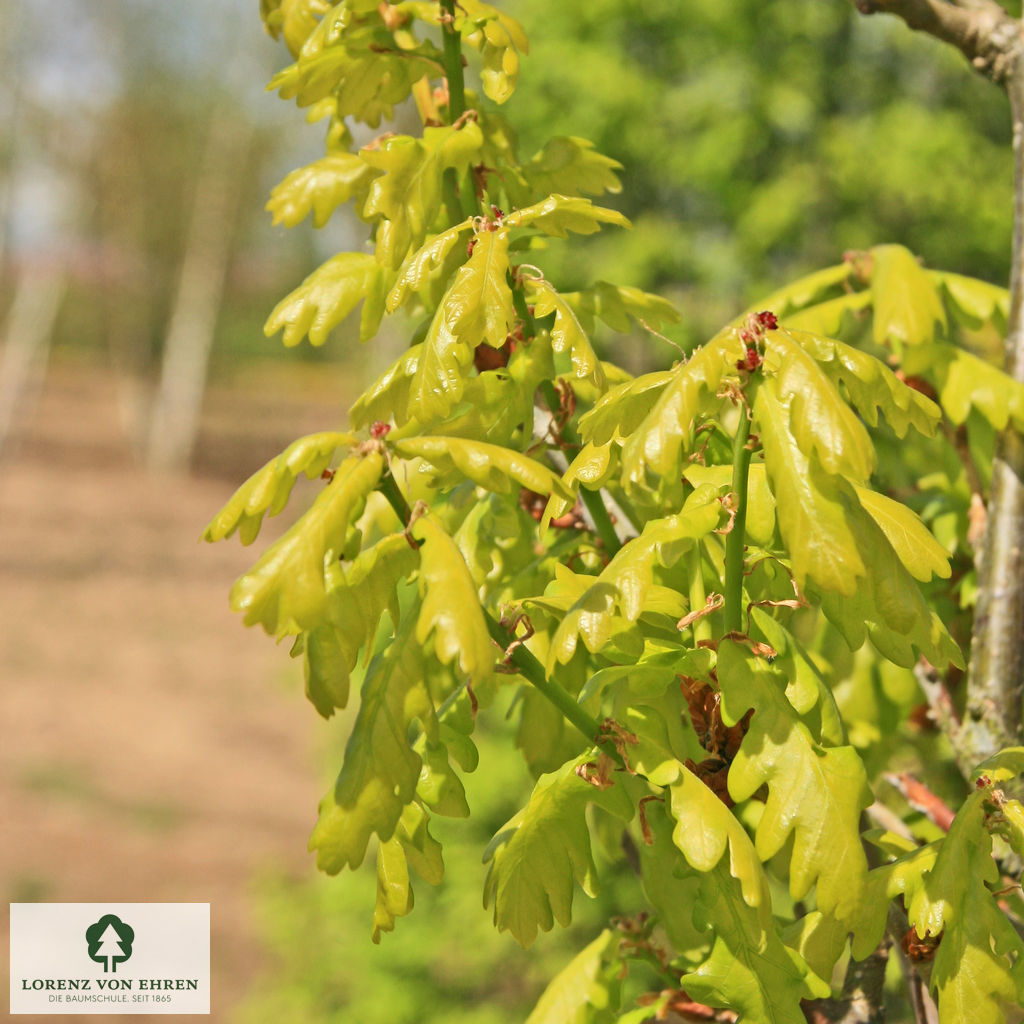 Quercus robur 'Fastigiata Koster'