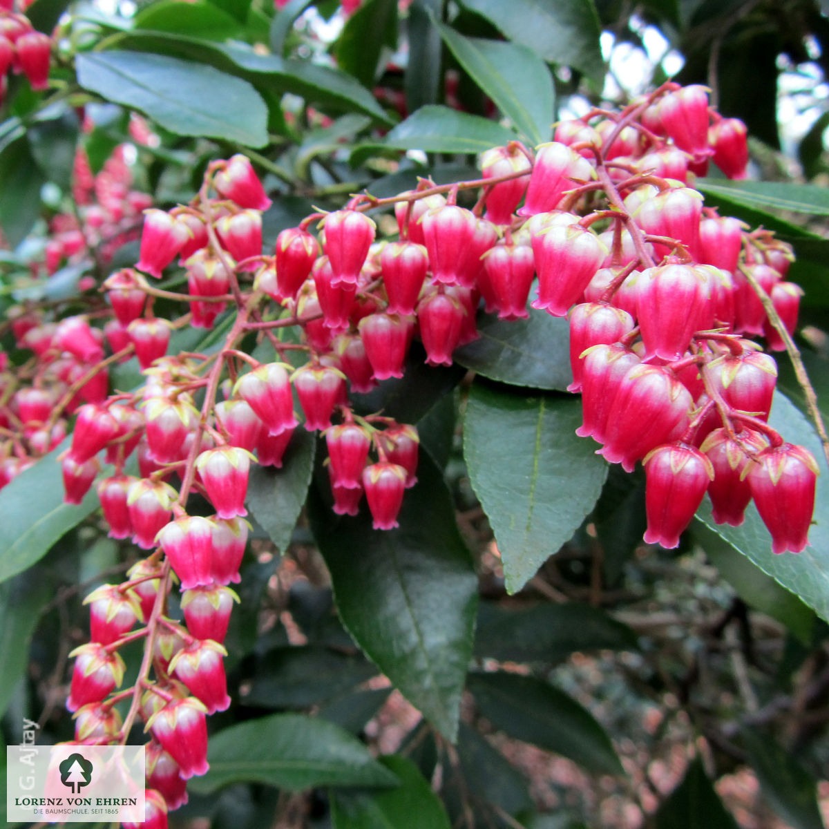 Pieris japonica 'Valley Valentine'