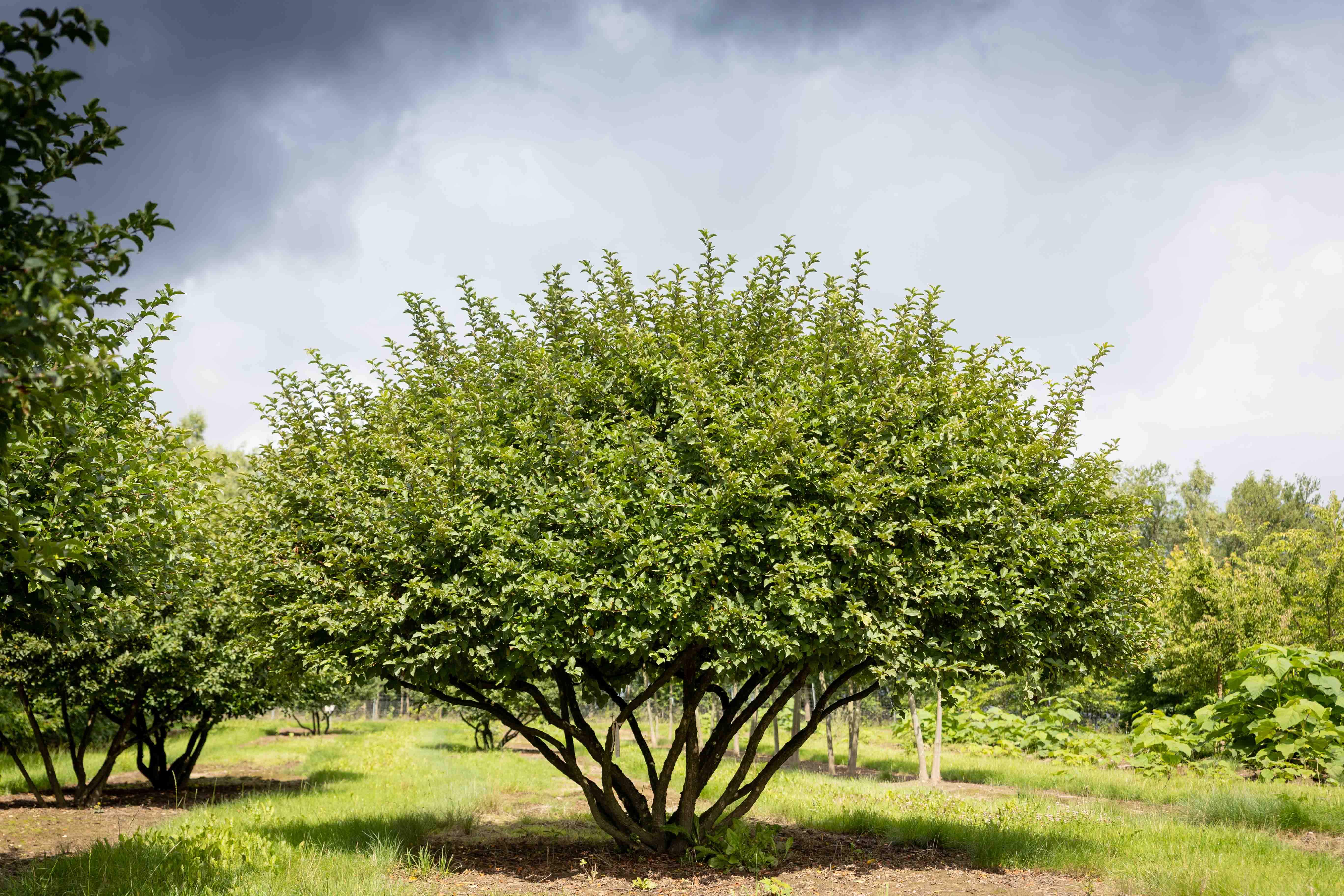 Malus toringo sargentii 'Eskilstuna' Unikat
